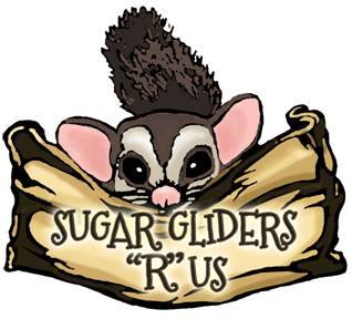 Sugar Gliders *R* Us (Critters *R* Us)