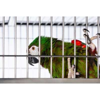 Prevue Pet Products Imperial Extra Large Stainless Bird Cage 3457 - 3457