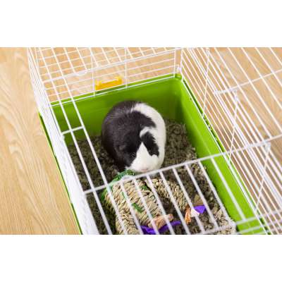 Guinea Pig/Rabbit Home, Multipack - 2025