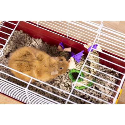 Guinea Pig/Rabbit Home, Multipack - 2025